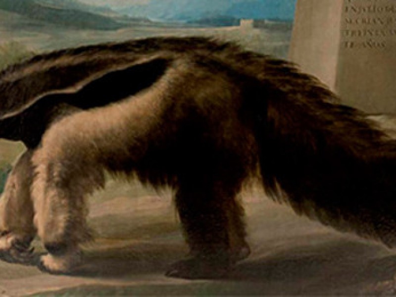 Atribuyen a Goya una pintura de un oso hormiguero conservada en el Museo Nacional de Ciencias Naturales. Heraldo de Aragón